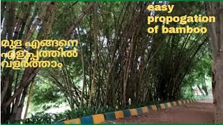 HOW TO EASILY  PROPAGATE BAMBOO// മുള എങ്ങനെ എളുപ്പത്തിൽ വളർത്താം