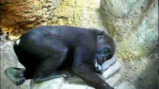 2012年4月25日の上野動物園のゴリラの赤ちゃんコモモ。Cute baby gorilla.