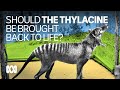 Would you like to see the Tasmanian Tiger or thylacine returned from extinction? 👍👎🤷 | ABC Australia