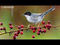 relaxing bird sounds 8k🕊️ birds and rain for moments of stillness