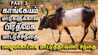 காங்கேயம் மாடுகளுக்கான பிரத்யேக மாட்டுச்சந்தை || பிரசித்திபெற்ற பழையகோட்டை மாட்டுத்தாவணி சந்தை|மயிலை