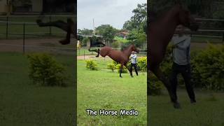 Young Stallion Maimoon Sire By Raja(By Vijaydev) Babjee Stable Galiyakot Rajshthan #marwarihorse