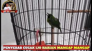 Penyebab Cucak Ijo Harian Mangap Mangap