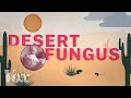 A desert fungus that infects humans is spreading