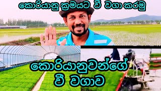 කොරියානුවන්ගේ වී වගාව.1                         පැළ සිටුවීම