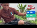 how to turn jungle land to durian farm episode 6