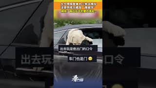 女生問隔壁車內小狗去哪玩，沒想到成功觸發“關鍵字”。網友：兩位社牛的雙向奔赴~