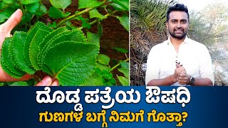 Health benefits of Doddapatre | Vijay Karnataka