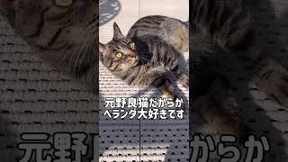 【日向ぼっこ】気持ちよさそうなちびくん【猫動画】