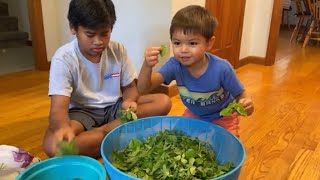 มาดูวิธีเก็บใบแมงลักไว้กินนานๆในหน้าหนาวในอเมริกา🇺🇸 Freezing fresh basil for the season!