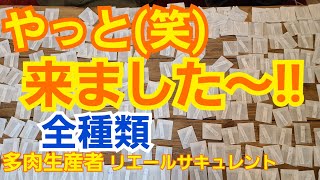 【多肉植物】【ガーデニング】やっと来ました～🎵全種類‼️(笑)