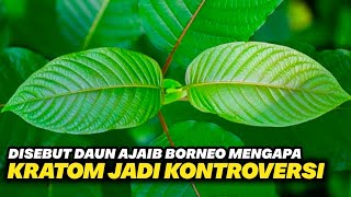 KRATOM TANAMAN SURGA DARI BORNEO YANG DILILIT KONTROVERSI‼️