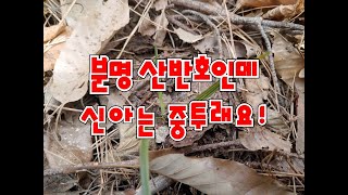 오랫만에 만난 수준급 산반중투#산반호