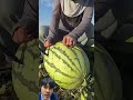 semangka merah besar unboxing semangka shortsvideo watermelon