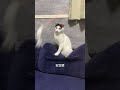 安定感　 cat ねこの動画 ねこ にゃんすたぐらむ おもしろ