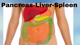 Pancreas -Liver- Spleen- Organs of the Human Body