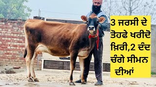 ਖੀਰੀ, 2 ਦੰਦ ਚੰਗੇ ਸੀਮਨ ਦੀਆਂ 3 ਜਰਸੀ cows ਵਿਕਾਊ !! 3 Jersey cow's available||