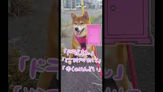 柴犬リンちゃん日記42 散歩面倒＃short＃ガチやべえじゃん＃面白い