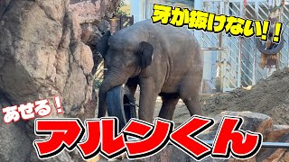 前回の件がよみがえりヒヤッとしました【‎2025年‎2月11日】【上野動物園】アジアゾウ