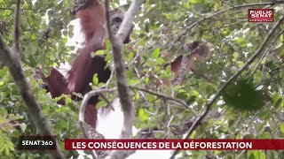 Délinquance des mineurs / Agriculture / Déforestation - Sénat 360 (22/10/2018)