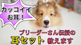 シェルティしゃべる犬ゆうき　ブリーダーさん伝授の耳セットでイケメンを目指す！