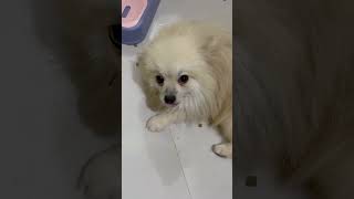 When your dog face so sad🐶#dog #cat #cute    #Love #duet #funny #trending #tiktok #viral #fyp #fypシ