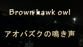 アオバズクの鳴き声。Brown hawk owl.