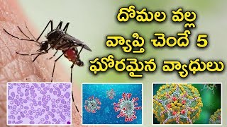 దోమల వల్ల వచ్చే ప్రాణాంతక వ్యాధులు - Dangerous Diseases With Mosquito Bite | Health Facts Telugu