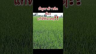 ช่วยชาวนาแก้ปัญหาข้าวดีด #วิธีกำจัดข้าวดีดและวัชพืช#พันธุ์ข้าว #สารย่อยสลายฟางข้าวคู่หูเกษตร888