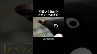 南極で暮らす数少ないペンギン アデリーペンギン #ペンギン #生態解説 #動物