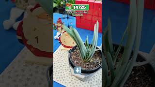 Succulent advent calendar- Day 14 | 多肉植物 | 다육이들 | Suculentas