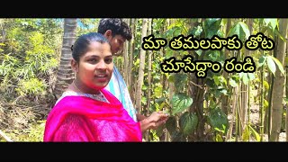 మా తమలపాకు తోట చూసేద్దాం రండి || Betel leaf garden || CG Project DAM || Kadiri