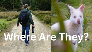 Tasmania's Wildlife: Finding White Wallabies of Bruny Island