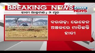 Two Killed In Elephant Attack In Odisha's Bargarh