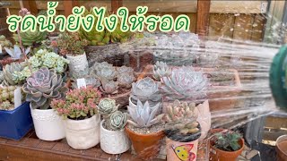 (Eng sub) How to water succulents วิธีรดน้ำไม้อวบน้ำ กุหลาบหิน #83