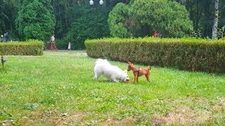 Miniature Pinscher Puppy Meets Female Japanese Spitz Mittel! #10