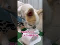 お風呂上がりのチワワさん shorts 犬 コスプレ チワワ chihuahua dog お風呂