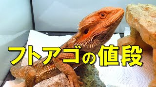 フトアゴヒゲトカゲの値段と飼育グッズに必要な費用