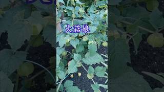 太空大菇娘 超级好吃 是我每年必种的浆果 How to grow golden berry