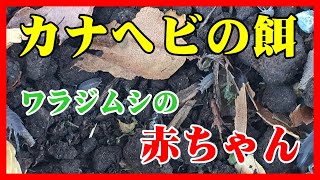 カナヘビの餌用に繁殖。ワラジムシの赤ちゃんが生まれていました。…#ホソワラジ飼育006