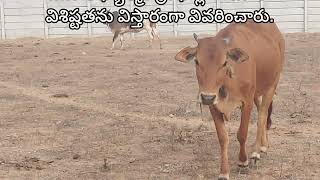 గోమాత ఎందుకు గొప్పదంటే..Why Gomata is great..