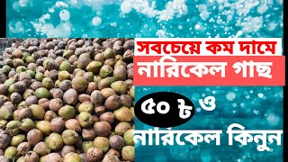 #নারিকেলর  চারা,ও নারিকেল কিনুন সবচেয়ে কম দামে।মাত্র  ৫০ টাকা পিচ।