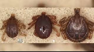 Researchers Take New Approach to Fight Cattle Fever Ticks