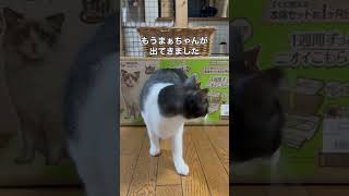 体格のいい雄猫3匹は直径12cmの穴は通れるのか　#cat #ねこ #保護猫 #猫のいる幸せ #猫のいる暮らし #巨猫 #おもしろ猫