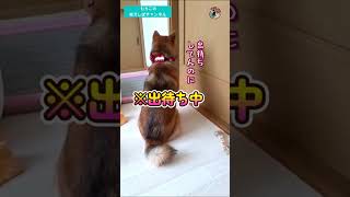 【柴犬】チラ見のシバ犬　アフレコ　#shorts