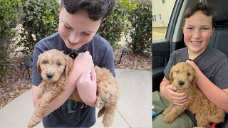 Bringing Home Our NEW Goldendoodle Puppy From Doodles of NC!