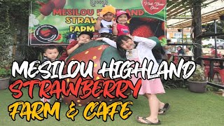 MESILOU HIGHLAND STRAWBERRY FARM \u0026 CAFE KUNDASANG || SERONOK PETIK BUAH STRAWBERRY || TRIP VLOG