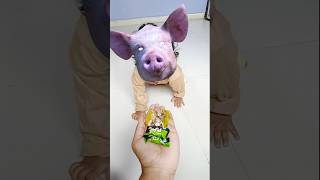 😻😻😻😂😂🔥🙈🙈💞💖💞 mawa kalipothundi | #trending #shorts #funny #viralshorts #viral #pig  #cute