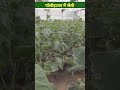 पॉलीहाउस में खीरे की खेती से कितना फ़ायदा polyhouse cucumber farming polyhouse business viral