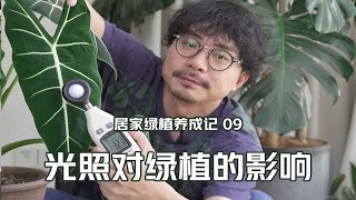 养好绿植第一步：了解光照对植物的影响